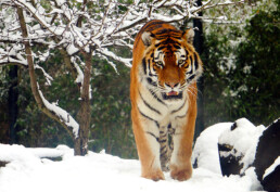 Tiger im Schnee, Führungen, Geschenke, Weihnachtsgeschenk, Geschenkidee