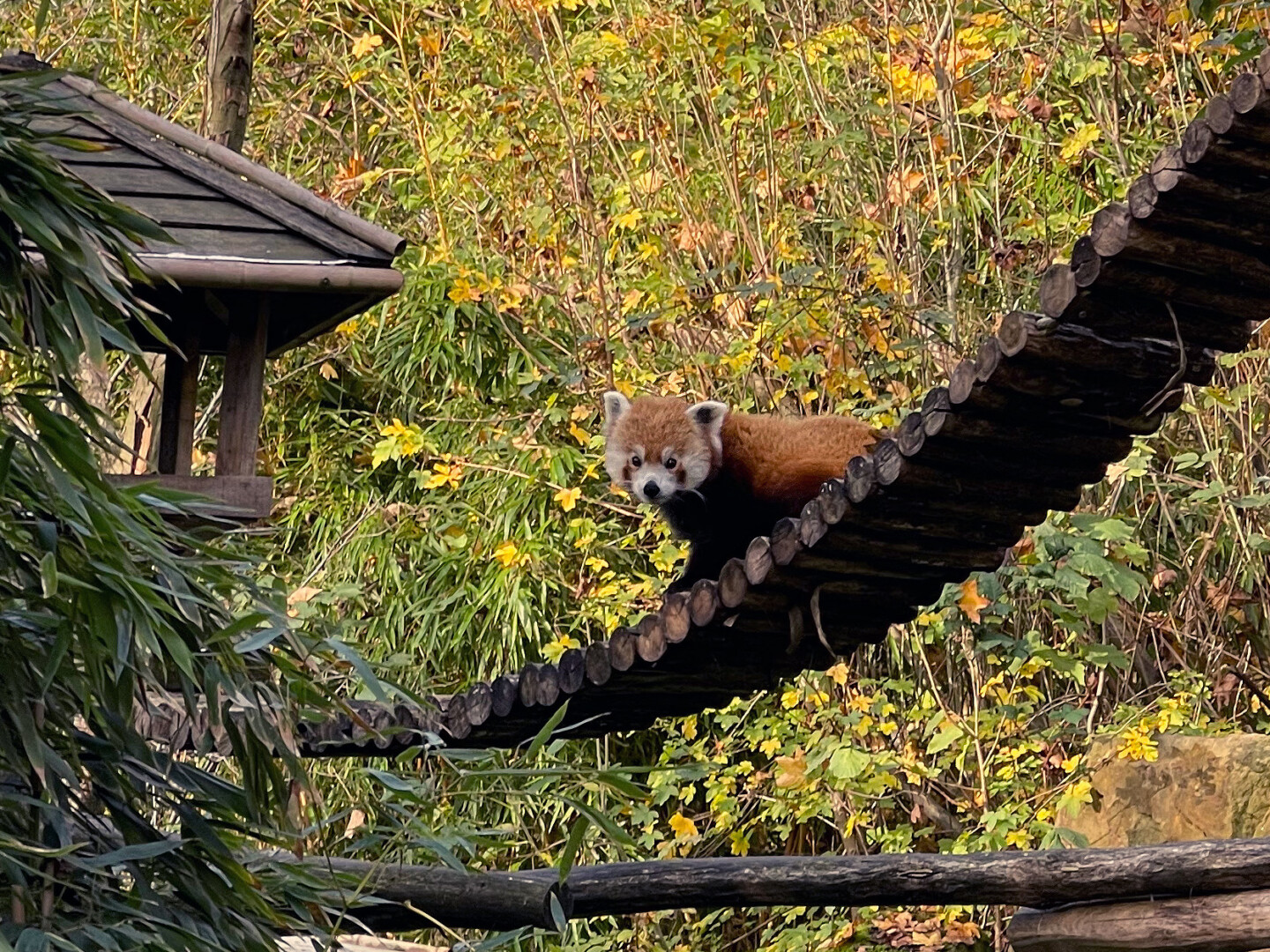 Kleiner Panda