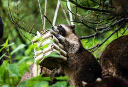 Waschbär Geschenk, Schnupperkurs als Tierpfleger