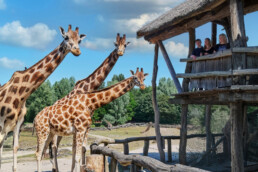 Welttag der Giraffen