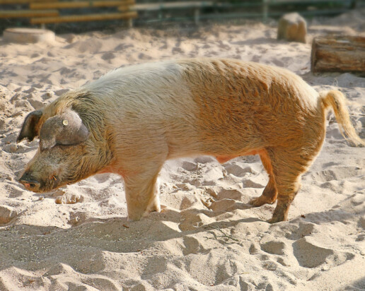 Husumer Protestschwein