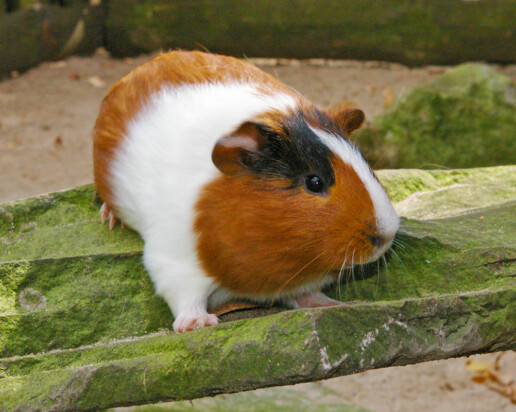 Meerschweinchen